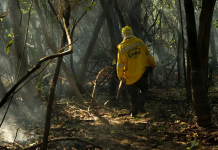 Queimadas no Brasil caem 70% no 1º trimestre de 2025