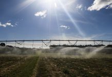 Agro se impõe como setor com maiores vitórias na reforma tributária Plantação de Café