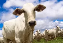 Brasil recebe status de país livre da febre aftosa sem vacinação gado, bovino, boi, febre aftosa