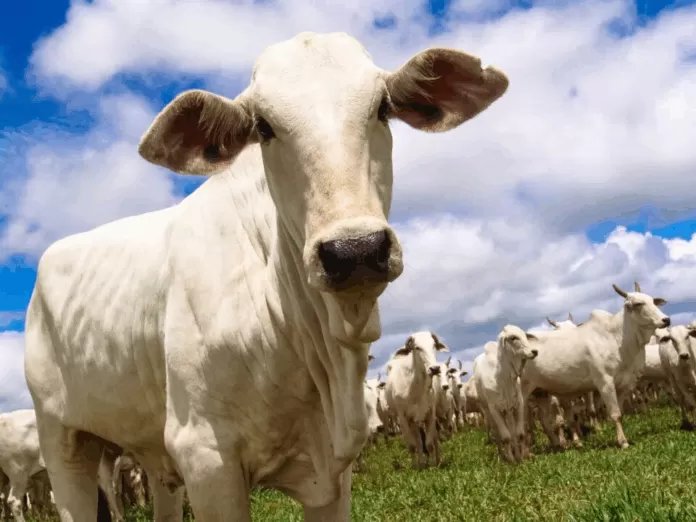 gado, bovino, boi, febre aftosa