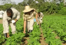 Produtores rurais do RS afetados por estiagem poderão renegociar dívidas do Pronamp plantação, rural, agricultura familiar