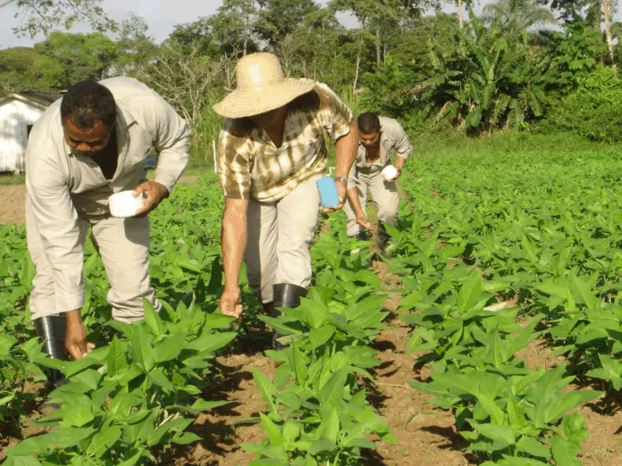 plantação, rural, agricultura familiar