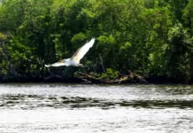Desmatamento cai em quase todos os biomas do Brasil em 2024 Rio de Janeiro (RJ), 27/03/2023 - Garça-branca-grande (Ardea alba) se alimenta na Baía de Guanabara. desmatamento, mata atlântica, meio ambiente, clima
