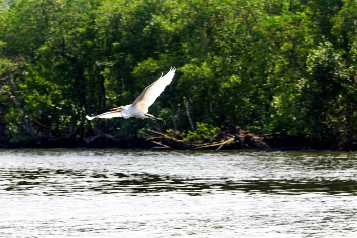 Rio de Janeiro (RJ), 27/03/2023 - Garça-branca-grande (Ardea alba) se alimenta na Baía de Guanabara. Foto: Tânia Rêgo/Agência Brasil Rio de Janeiro (RJ), 27/03/2023 - Garça-branca-grande (Ardea alba) se alimenta na Baía de Guanabara. desmatamento, mata atlântica, meio ambiente, clima