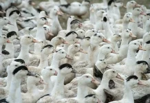 Câmara pode votar urgência para projeto que prevê pagamento de horas extras a auditores do MAPA Gripe aviária, frango, galinha