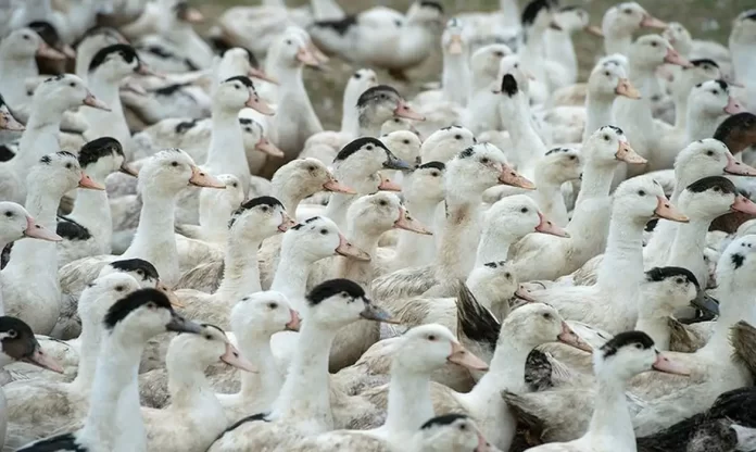 Gripe aviária. Foto: Agência Senado/Divulgação Gripe aviária, frango, galinha