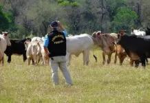 Ministério da Agricultura deve enviar projeto que paga hora extra a auditores Auditor Fiscal Federal Agropecuário, agricultura, fiscalização, ministério, MAPA