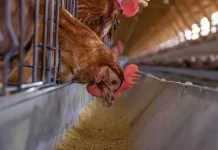 Brasil irá se declarar livre da gripe aviária nesta quarta (18) frango, galinha, gripe aviária, granja, galinheiro