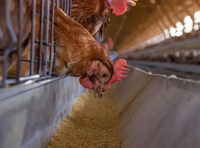 frango, galinha, gripe aviária, granja, galinheiro