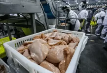 Exportações de carne de frango caem 12,9% em maio, mas acumulado do ano segue positivo frango, galinha, aves, aviária