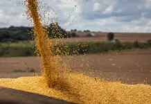 Brasil deve bater novo recorde na produção de grãos em 2024/25, aponta Conab Soja, agricultura