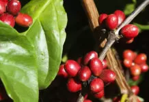 Café segue pressionando inflação ao consumidor, mas queda no campo deve chegar às prateleiras só em 2026 Plantação de café