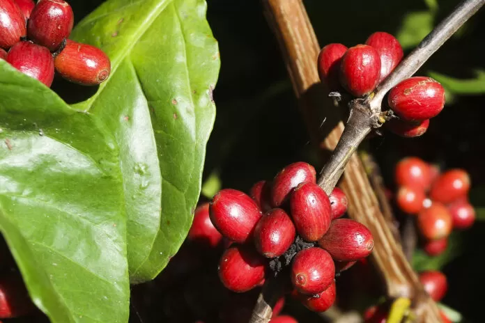Plantação de café