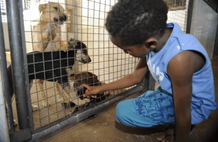 cachorro, canil, animal, animais, criança, menino, estimação