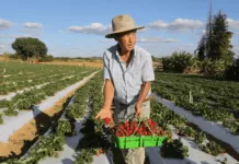 Governo lança programa para reduzir uso de agrotóxicos e ampliar produção sustentável Brazlândia (DF) - O paulista João Fukushi aprendeu com o pai os segredos da plantação do morango e se aventurou no Centro-Oeste a produzir a fruta. agricultura, plantação, morango, produção sustentável, familiar