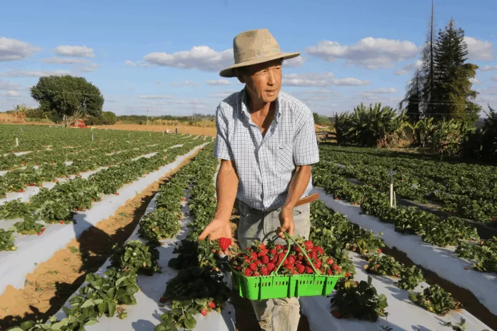 Brazlândia (DF) - O paulista João Fukushi aprendeu com o pai os segredos da plantação do morango e se aventurou no Centro-Oeste a produzir a fruta. agricultura, plantação, morango, produção sustentável, familiar