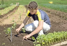 Nova lei cria política de juventude rural e autoriza crédito facilitado para jovens do campo jovem, jovens, campo, agricultura, agro, plantação, colheita