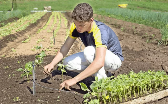 jovem, jovens, campo, agricultura, agro, plantação, colheita