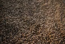 Nova mistura B15 deve impulsionar o mercado de soja e proteínas Soja, biodiesel