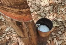 Ministério discute política nacional para setor da borracha Clones de seringueira selecionados pela Embrapa para o Centro-Oeste e disponibilizados em 2021: PB 312, PB 291, RRIM 713, PB 355, OS 22, PC 119, PB 324, PB 350, RRIM 938, PB 311, PC 140, PB 314, RRIM 901 e RRIM 937. borracha