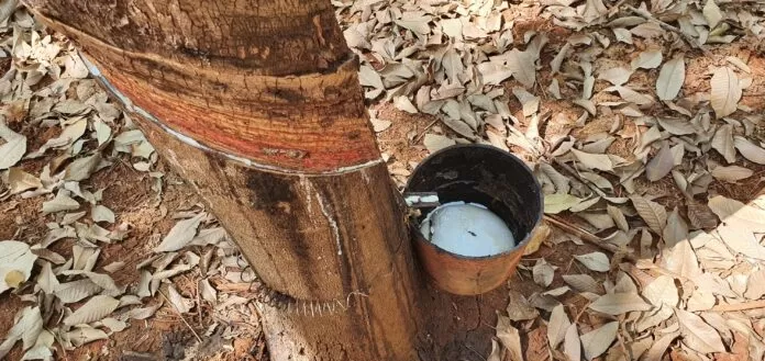 Clones de seringueira selecionados pela Embrapa para o Centro-Oeste e disponibilizados em 2021: PB 312, PB 291, RRIM 713, PB 355, OS 22, PC 119, PB 324, PB 350, RRIM 938, PB 311, PC 140, PB 314, RRIM 901 e RRIM 937. borracha