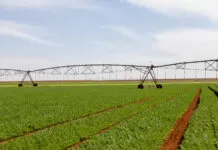 Agronegócio quer mostrar protagonismo na COP30 como setor estratégico contra crise climática campo, agronegócio, plantação, rural, hortaliças