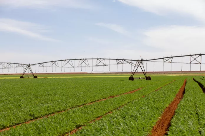 campo, agronegócio, plantação, rural, hortaliças
