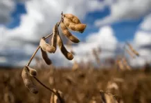Guerra comercial impulsiona soja brasileira na China Soja