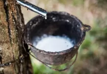 Governo prorroga alíquota de importação da borracha natural por 2 anos borracha, seringueira