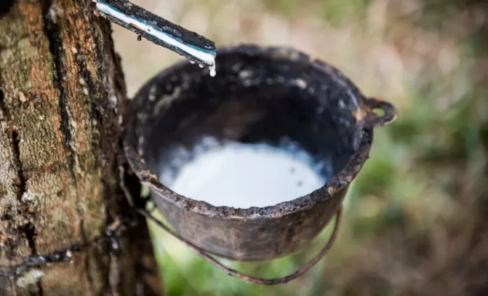 borracha, seringueira