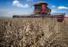 Safra brasileira de grãos atinge recorde de 350,2 milhões de toneladas em 2024/25 agricultura, grãos