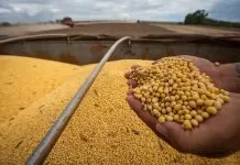 Sorriso, no Mato Grosso, lidera produção agrícola no Brasil em 2024, aponta IBGE soja, agricultura, Sorriso, Mato Grosso