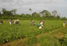 Programa AgroAmigo recebe R$ 1 bilhão para ampliar microcrédito a 100 mil pequenos produtores agricultura familiar
