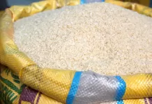 Conab destina R$ 300 milhões para apoiar produtores de arroz na safra 2025/2026 arroz