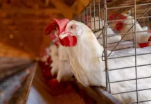 União Europeia reconhece Brasil como país livre da gripe aviária gripe aviária, influenza, galinha, frango, galináceo, aves