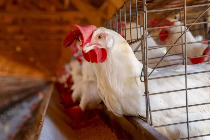 gripe aviária, influenza, galinha, frango, galináceo, aves