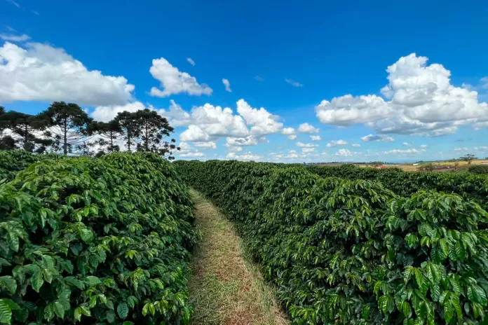 fertilizante, plantação, agricultura