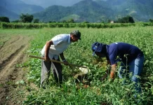 CRA analisa redução de impostos para agricultura familiar nesta quarta agricultura, agricultor, produtor