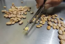 CAE aprova projeto que inclui pena mais severa para falsificação de alimentos Grãos de soja encontrados em pacotes de feijão durante a operação do Mapa Ministério Agricultura falsificação de alimentos