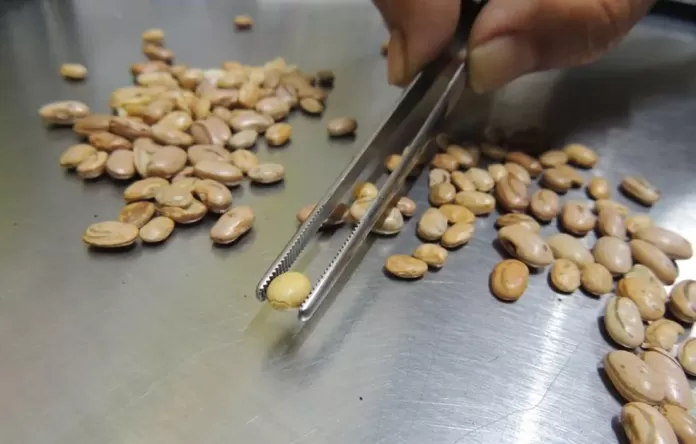 Grãos de soja encontrados em pacotes de feijão durante a operação do Mapa Ministério Agricultura falsificação de alimentos