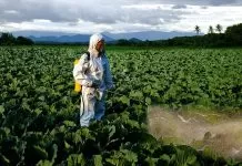 STF retoma julgamento sobre benefícios fiscais para agrotóxicos