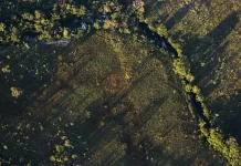 Em 40 anos, Cerrado brasileiro perde 40,5 milhões de hectares de vegetação nativa