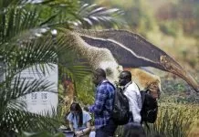 Expectativa com a COP30 divide os brasileiros, aponta a Genial/Quaest Belém (PA), 10/11/2025 - Pessoas na 30a. Conferência das Partes da Convenção-Quadro das Nações Unidas sobre a Mudança do Clima, na COP30.